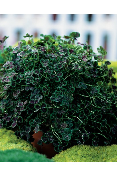 Композиція конюшини з мохом та очитками